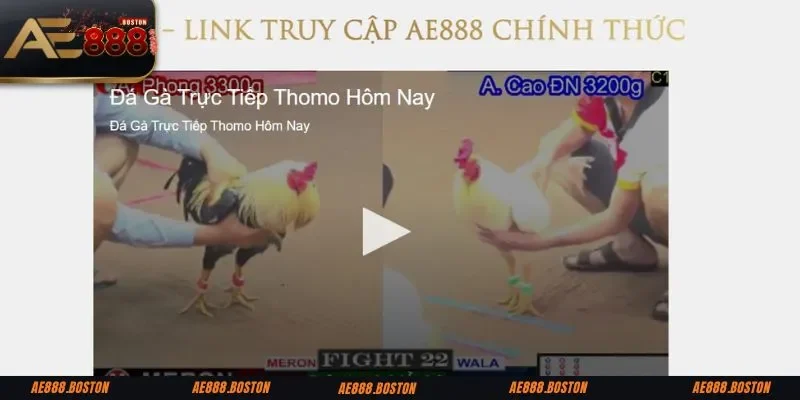Tỷ lệ kèo cược đa dạng tại trang đá gà ae888